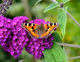 Picture of a Butterfly on a flower