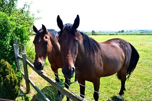 Two horses looking over a fence